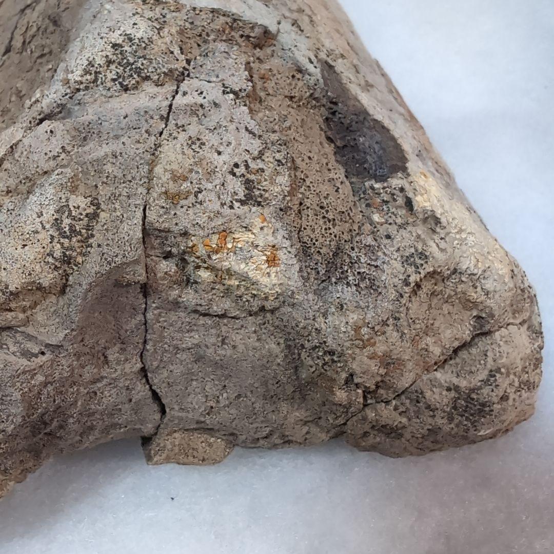 本物特大　博物館級　恐竜　ハドロサウルスの脛骨　化石　モンタナ　ネームプレート付