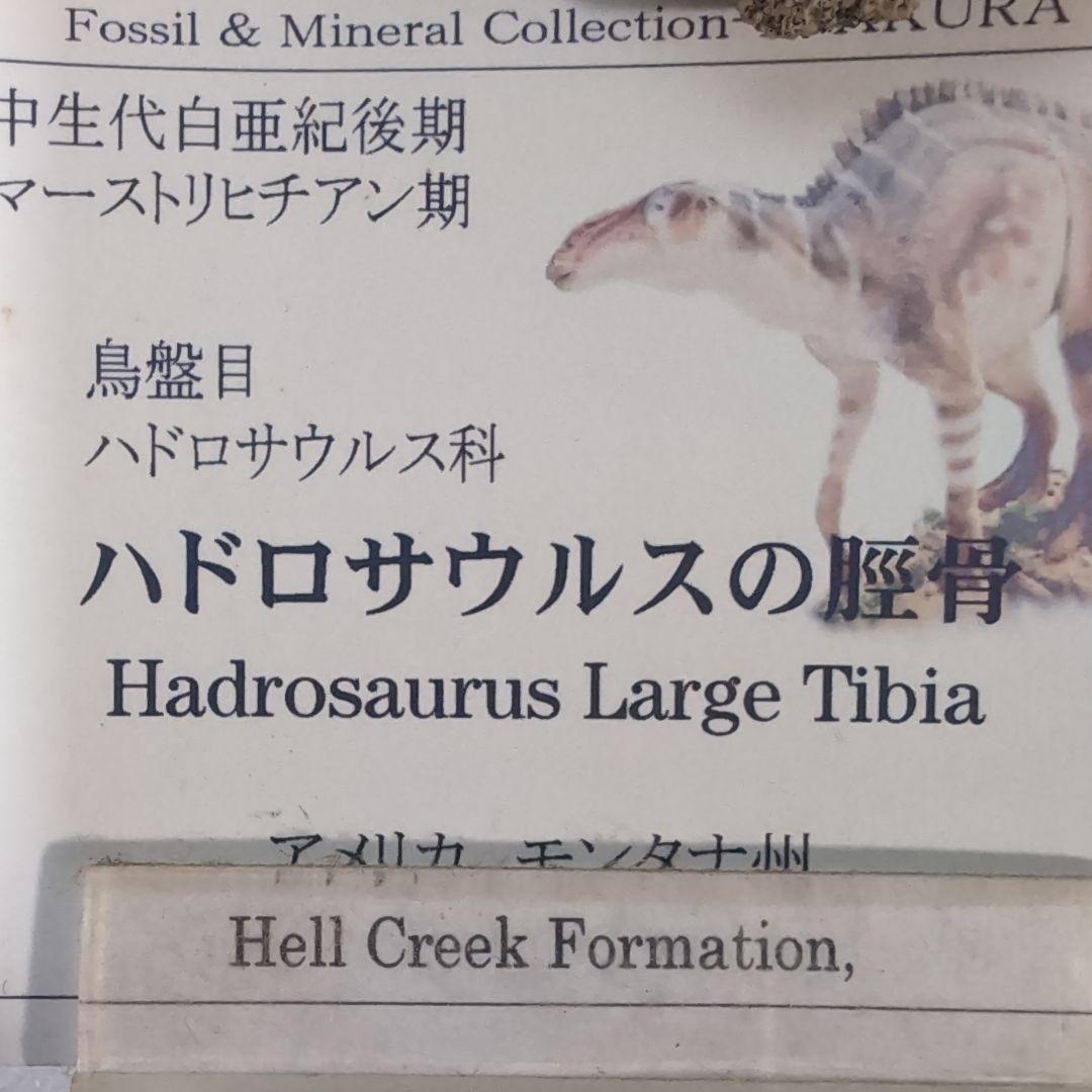 本物特大　博物館級　恐竜　ハドロサウルスの脛骨　化石　モンタナ　ネームプレート付