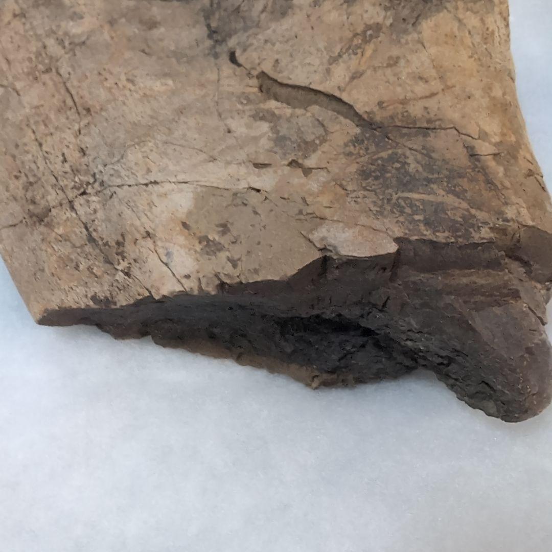 本物特大　博物館級　恐竜　ハドロサウルスの脛骨　化石　モンタナ　ネームプレート付