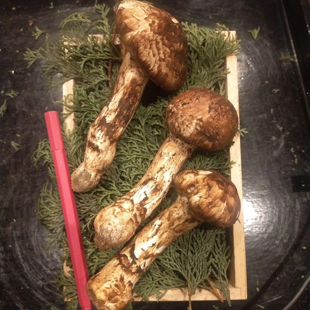 ③信州産 松茸　長野県　クール便　190g