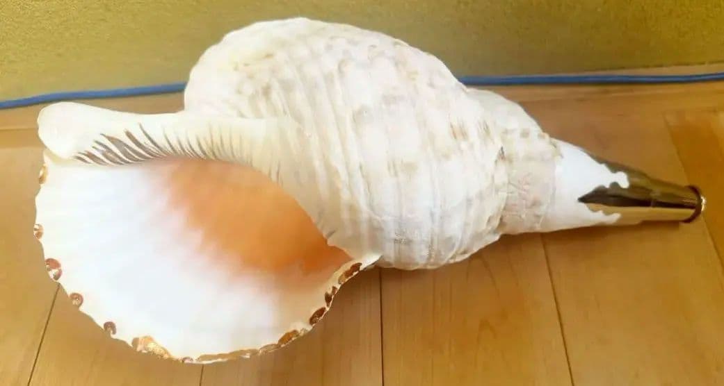 本日限定セール‼️特大40㎝ 修験道法螺貝 山伏 密教　魔除け　熊よけ