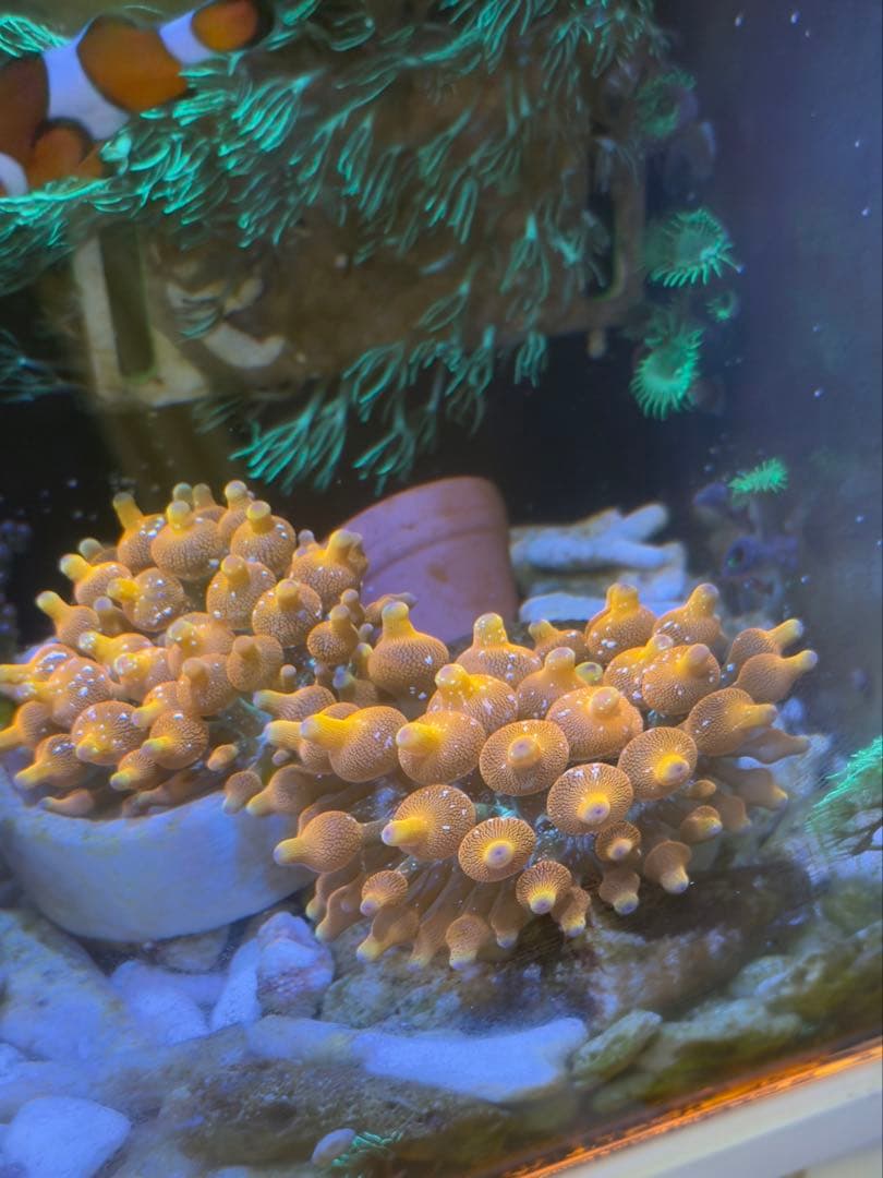 レッドイソギンチャク 海水水槽サンゴ 1個体