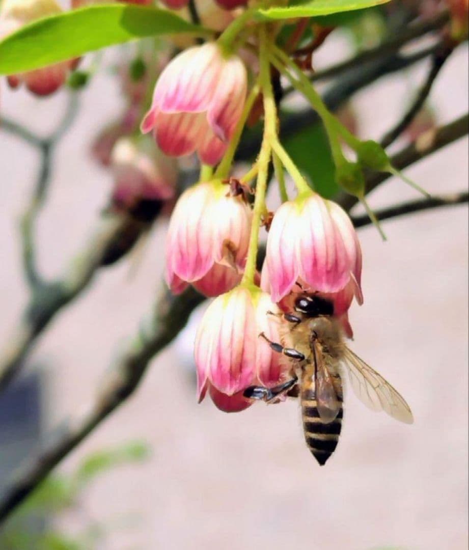 日本蜜蜂採りたて生蜂蜜(生巣蜜)368g＋蜂蜜600g×2本#6　　　　宮城県産