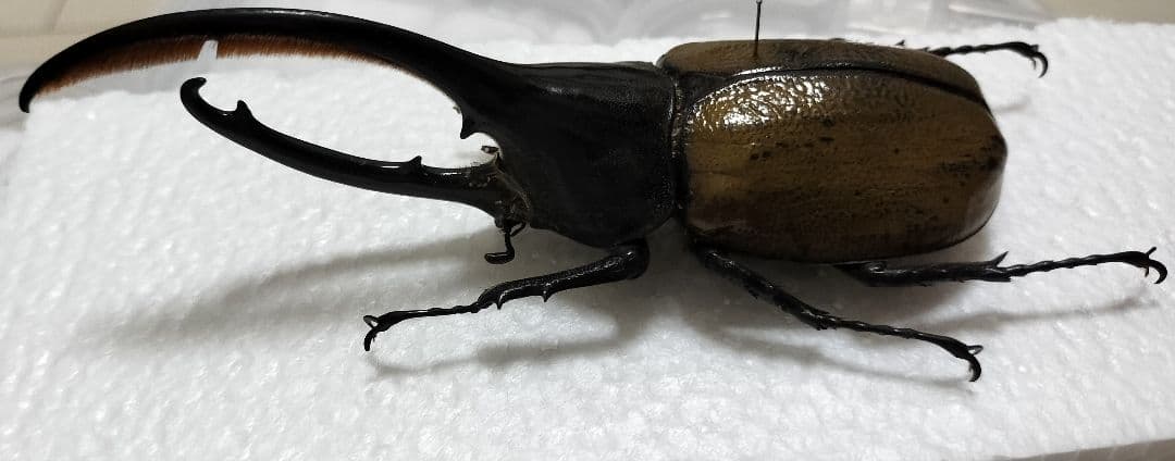 大型ヘラクレスオキシデンタリス標本