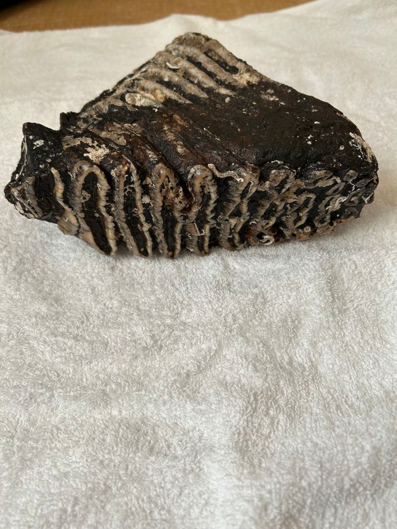 マンモス　ナウマンゾウ化石　臼歯