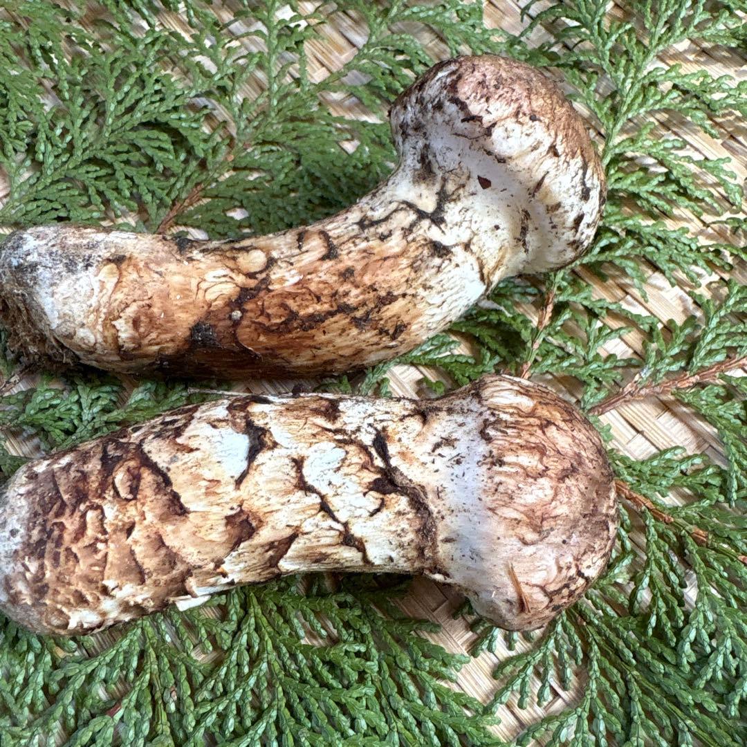 長野県南信州産‼️松茸 2本セット 106g 11/7朝採れ