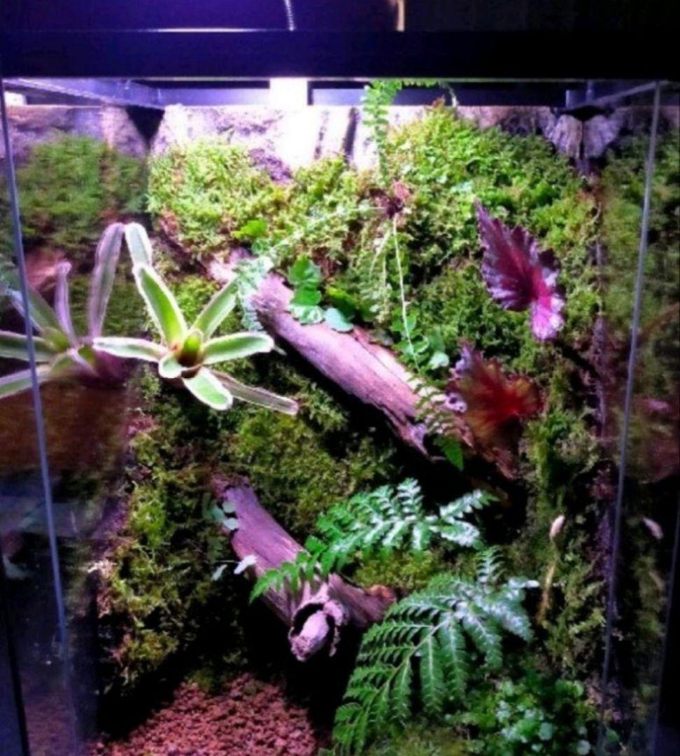 観葉植物のある天然ゴケの苔テラリウム、観賞用や生体ケージにも、イモリ・カエルなど