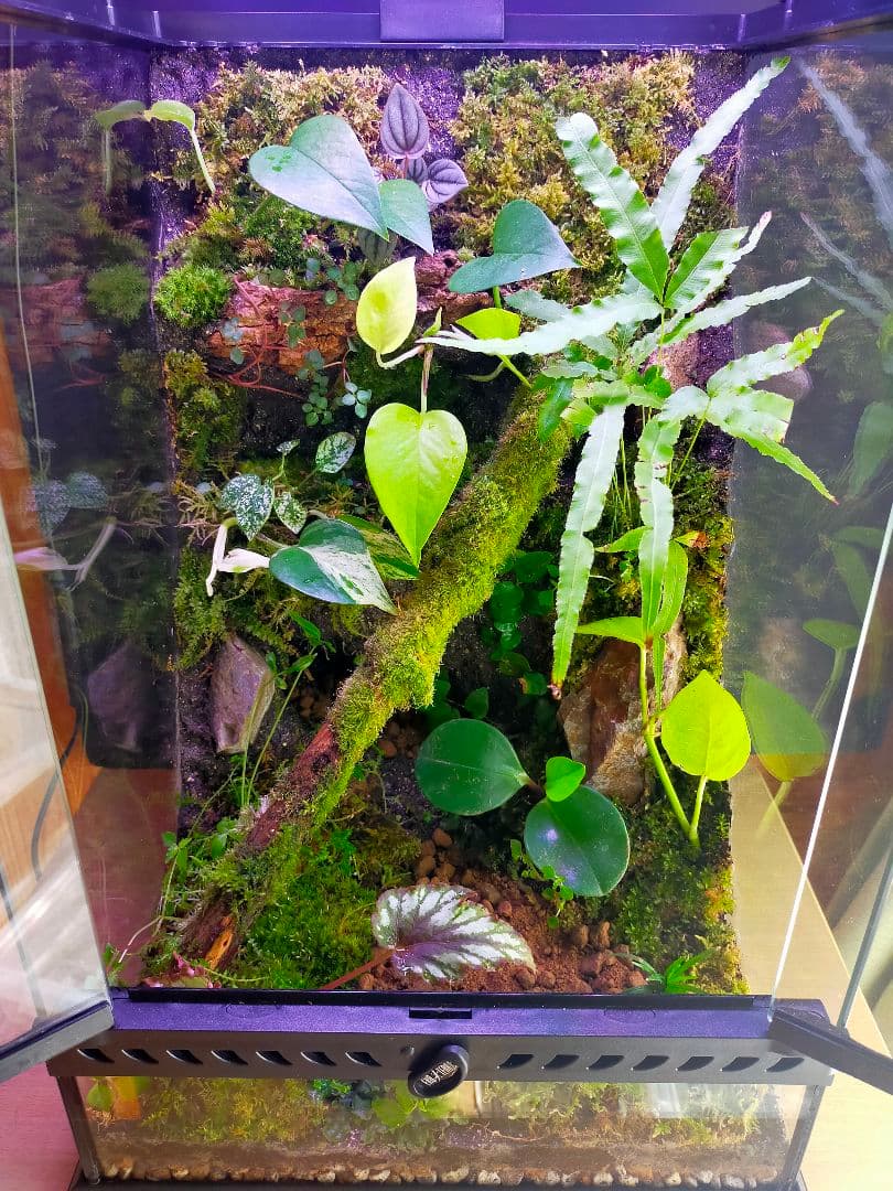 観葉植物のある天然ゴケの苔テラリウム、観賞用や生体ケージにも、イモリ・カエルなど