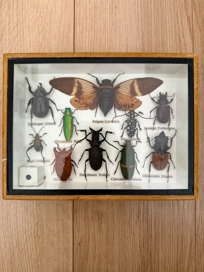 ガラス木箱入り昆虫標本 （セミ タマム シ クワガタ カミキリ カブト等10種)
