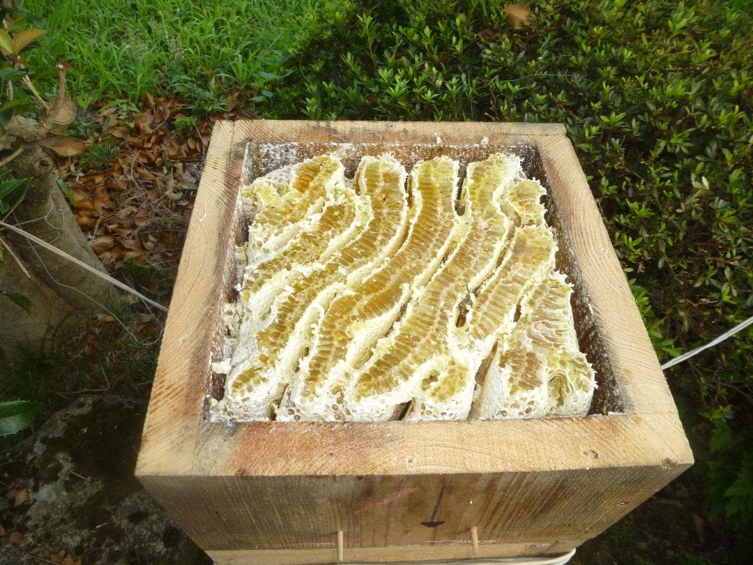 【稀少】ニホンミツバチの百花蜜1100g