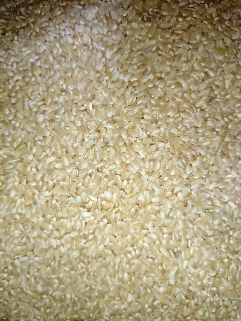 徳島県産 コシヒカリ 20kg　低温貯蔵中　農家直送