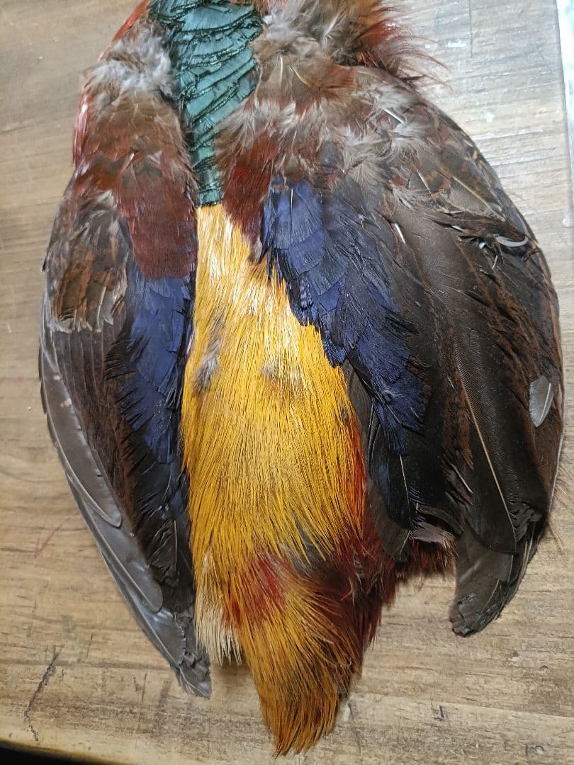 ​【希少】ゴールデンフェザント コンプリート ＆ ORVIS ピーコック セット