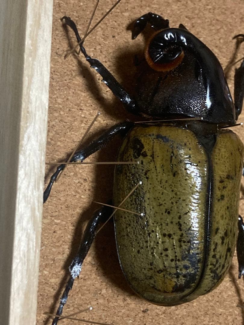 【宍戸政紀】雌雄モザイク ヘラクレスオオカブト