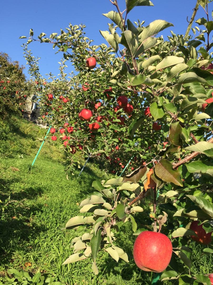 りおままページ　サンふじ　小玉　農家直送