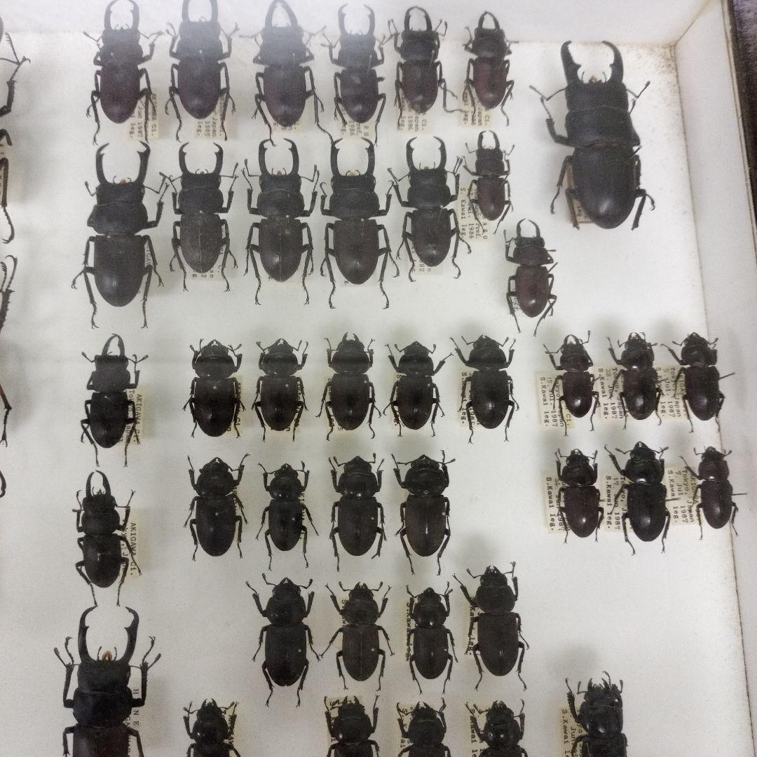 クワガタ標本箱　122匹　JAPAN