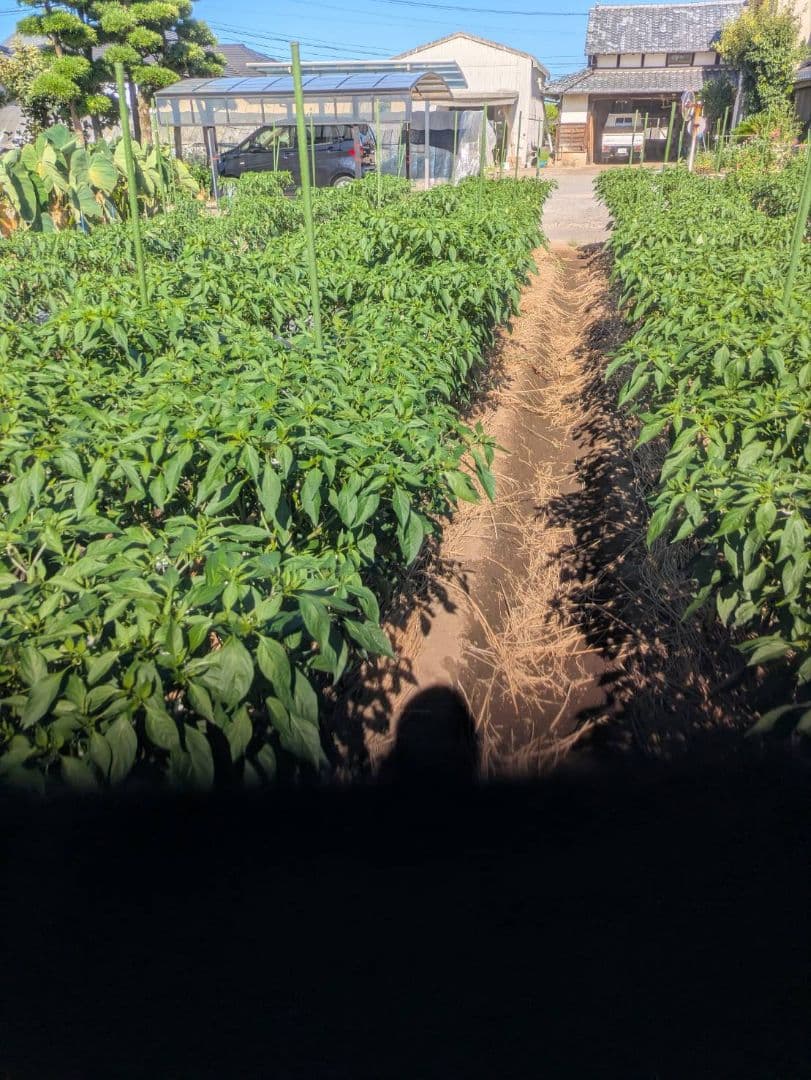 Too　激辛青唐辛子9キロ