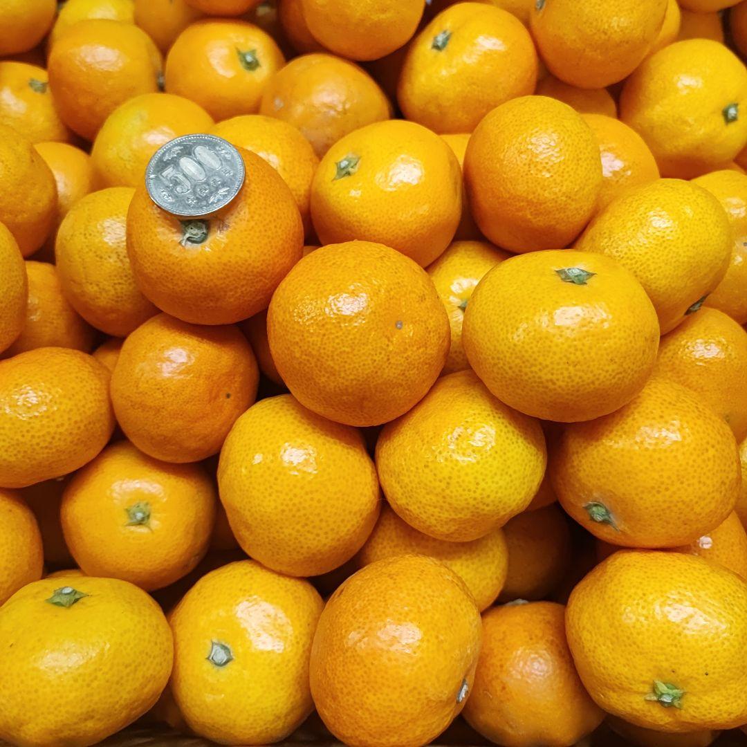 専用　和歌山　ゆら早生　みかん