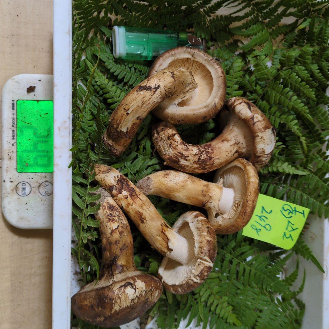 最終出品　和歌山松茸　新鮮朝市　込み込み　249㌘