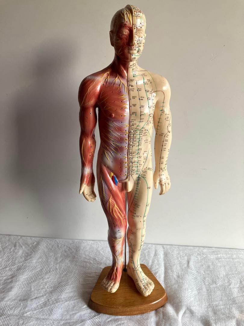 人体経絡経穴モデル　鍼灸整体ツボ　東洋中医学教材　男性人形模型　56㎝