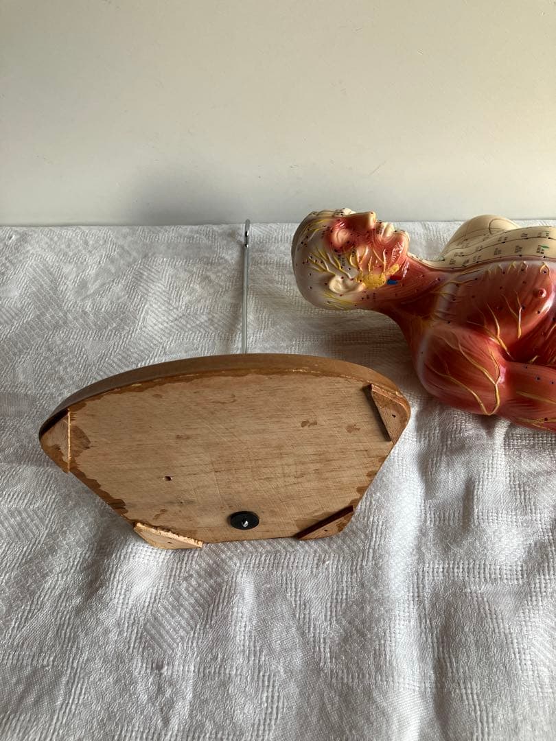 人体経絡経穴モデル　鍼灸整体ツボ　東洋中医学教材　男性人形模型　56㎝