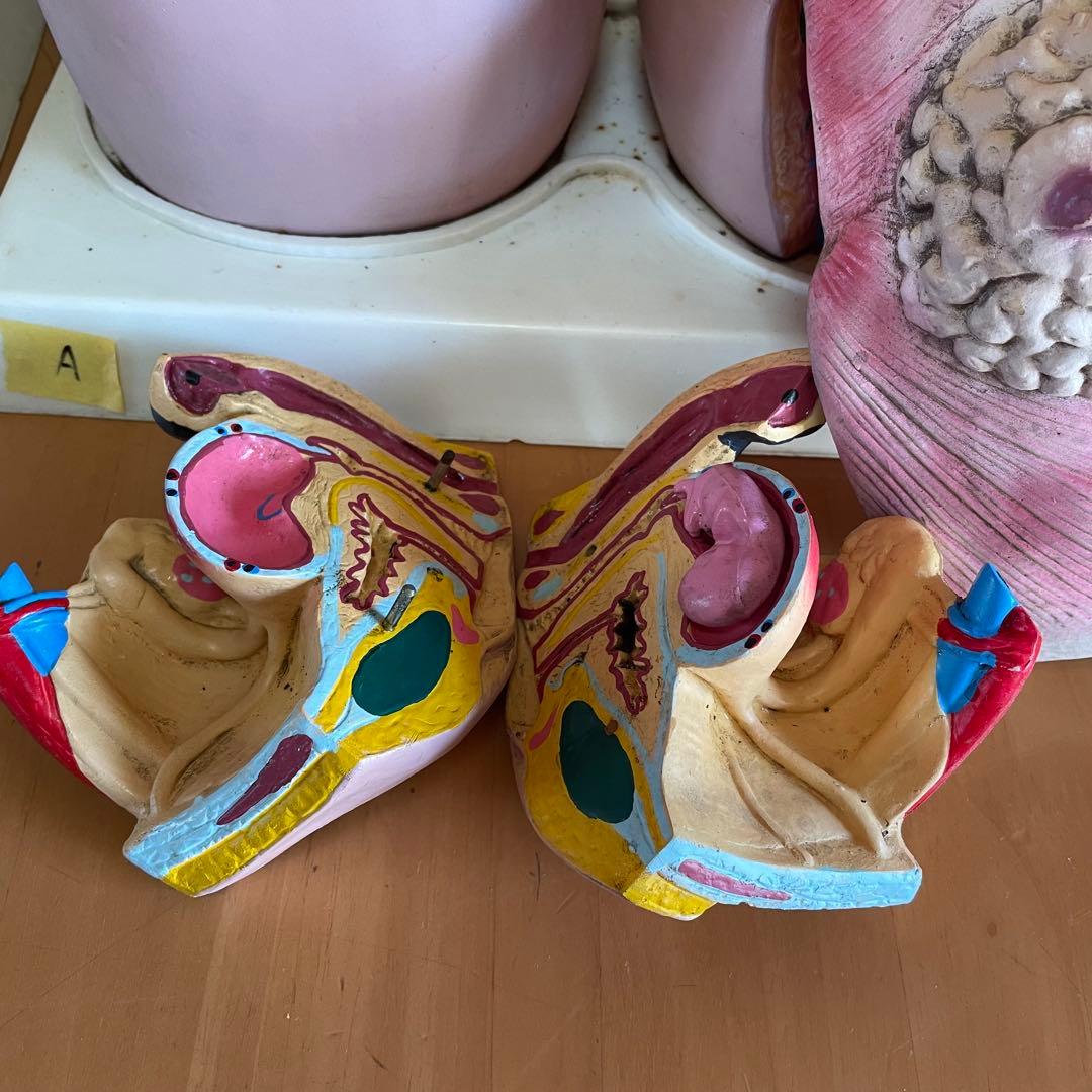 解剖学 内臓模型 トルソー 解剖模型 人体模型 標本 医療器具 大学病院 医学