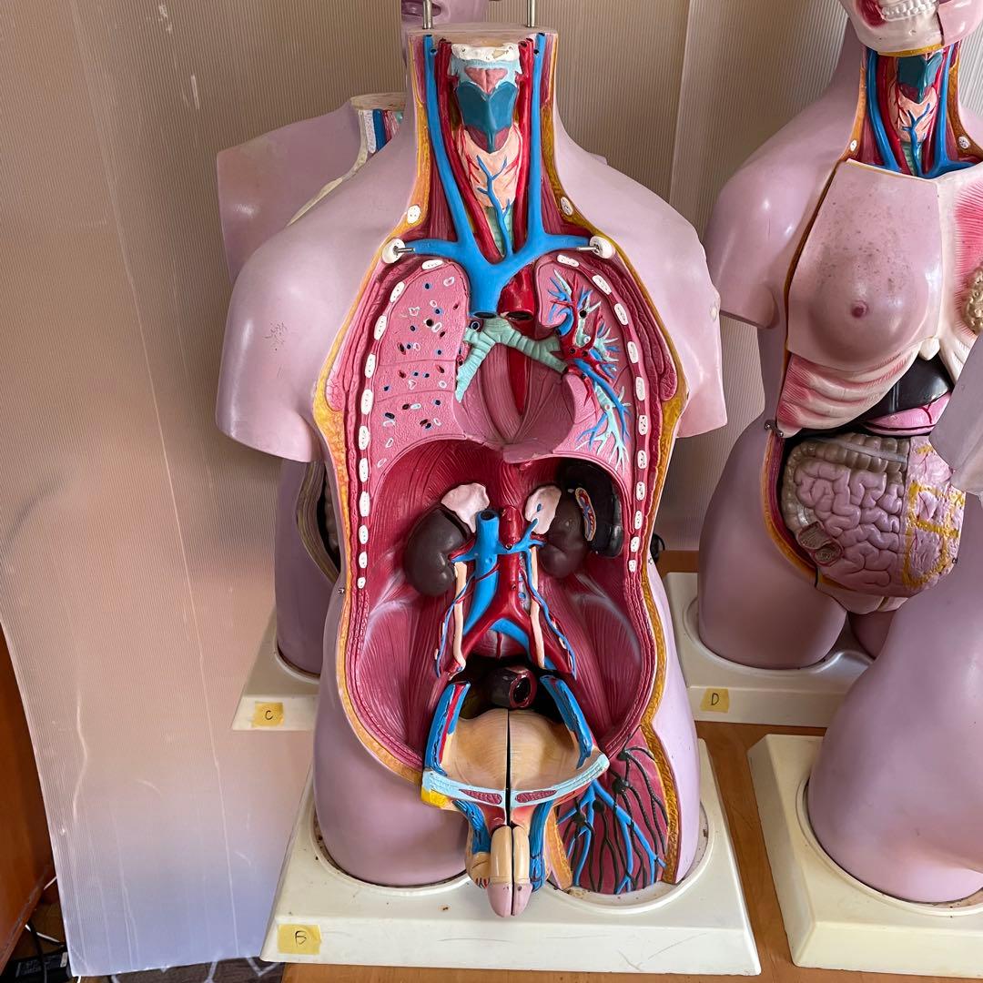解剖学 内臓模型 トルソー 解剖模型 人体模型 標本 医療器具 大学病院 医学