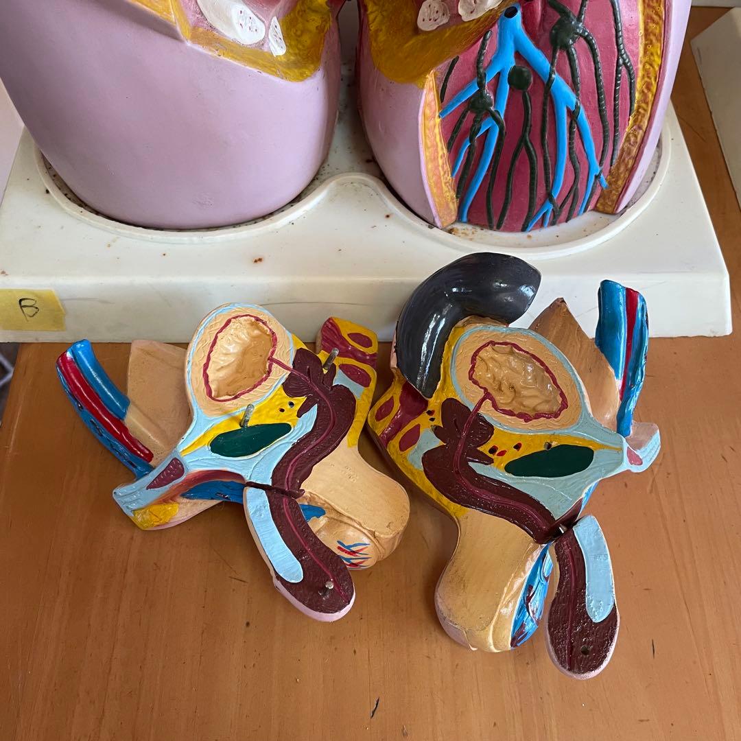 解剖学 内臓模型 トルソー 解剖模型 人体模型 標本 医療器具 大学病院 医学