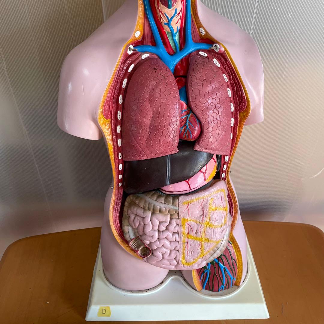 解剖学 内臓模型 トルソー 解剖模型 人体模型 標本 医療器具 大学病院 医学