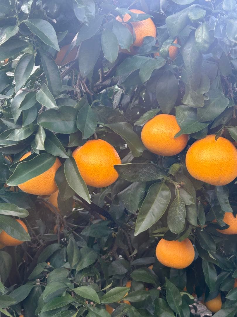 愛媛県産　愛果28号まどんな5キロ（箱込み）　✖️2箱秀品〜家庭用　農家直送