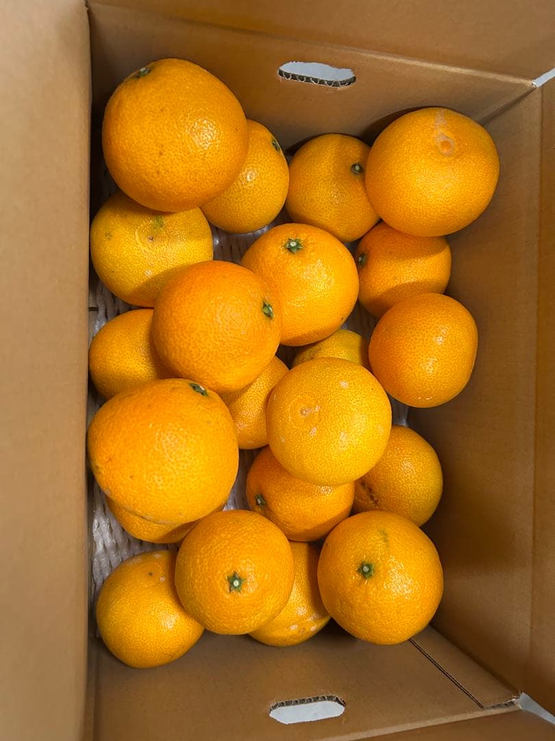 愛媛県産　愛果28号まどんな5キロ（箱込み）　✖️2箱秀品〜家庭用　農家直送