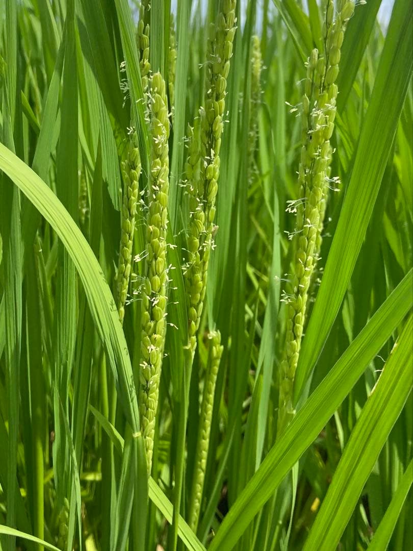 Natural farming自然栽培玄 腸脳相関 バーナード ジェンセン