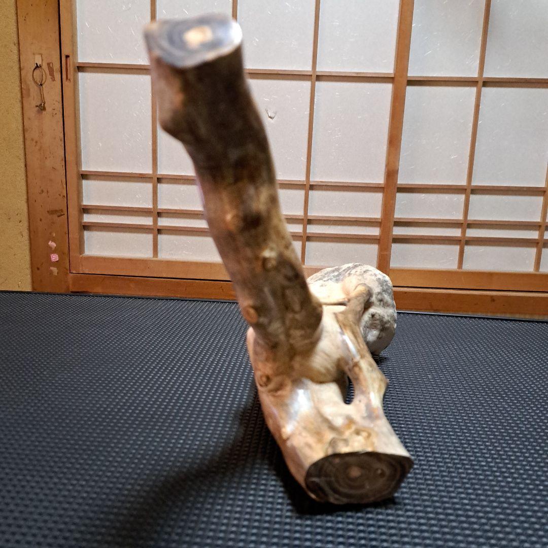 海松 深海松 レインボーコーラル 素材 原木