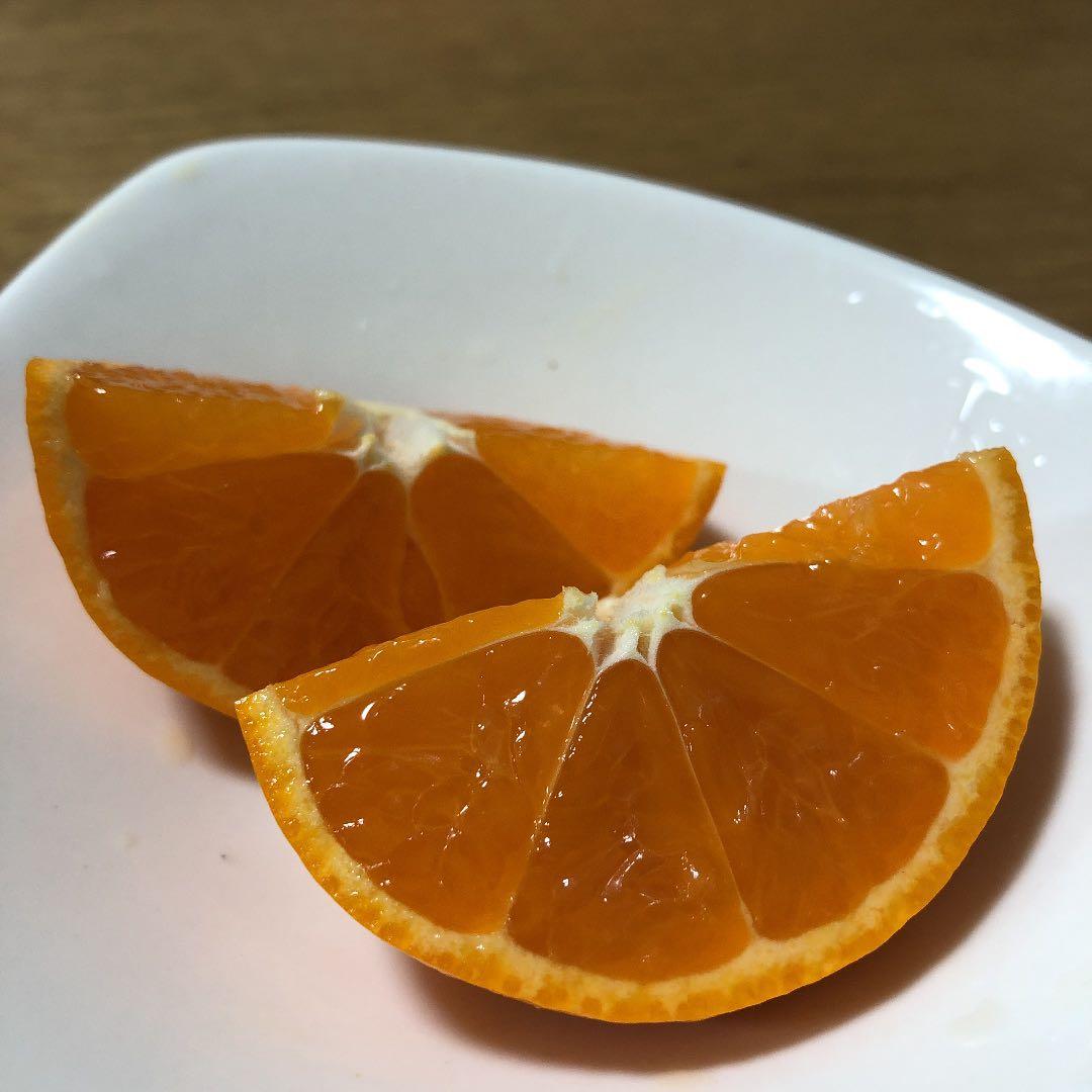 美味しいみかん！　2025年度お問い合わせ！