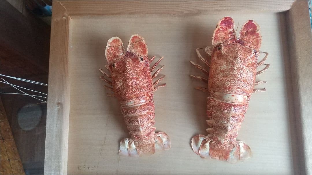 激レア　セミエビ　剥製