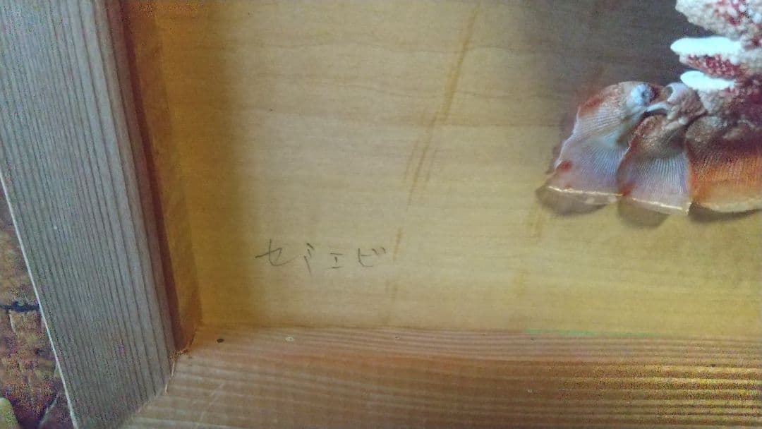 激レア　セミエビ　剥製