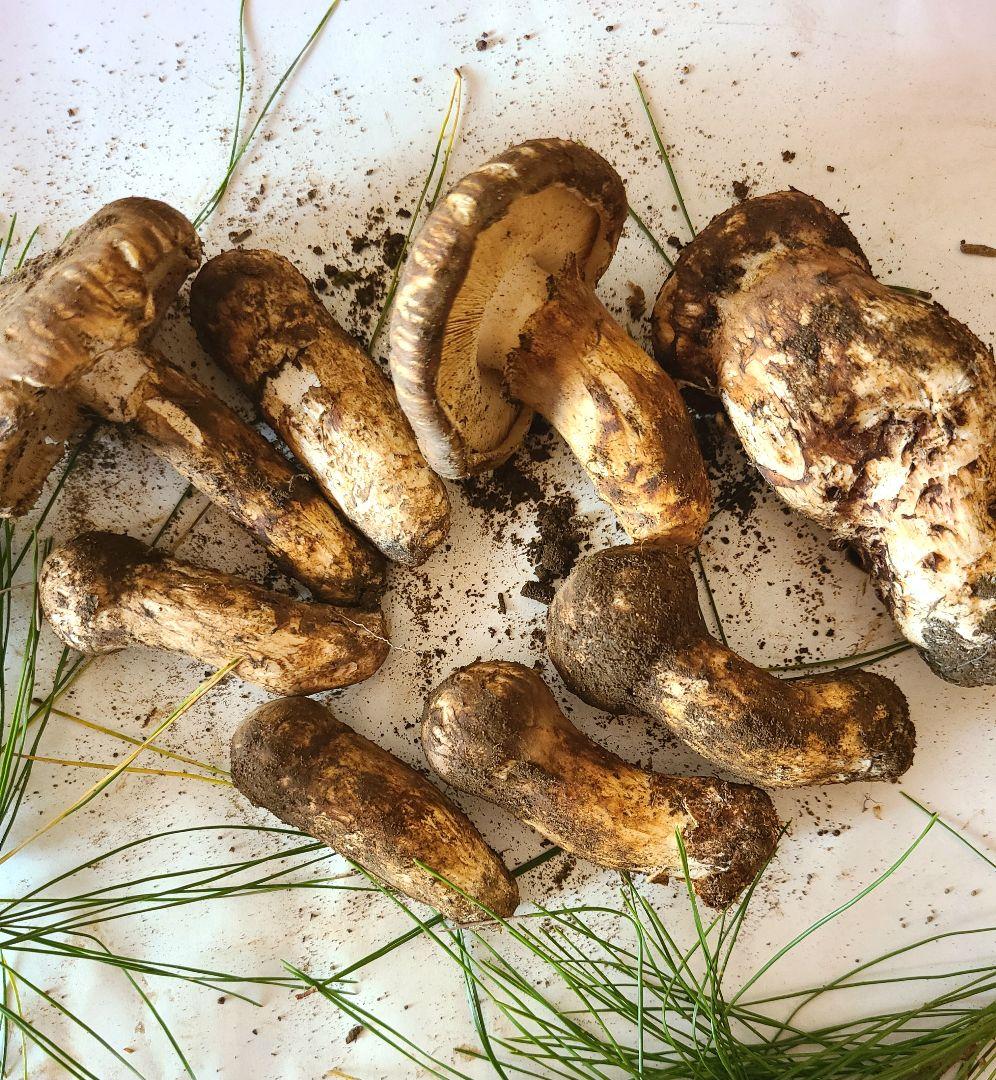 松茸　長野県　約280g