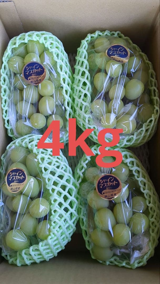 ユッケ様⭐︎シャイン3kgニーナ（粒）1kg合計4kg