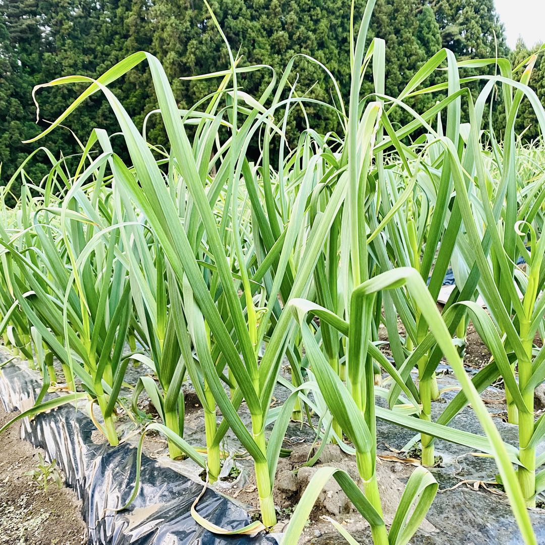 タネ にんにく 消毒済み 中サイズ 青森県産 福地ホワイト六片 種用ニンニク