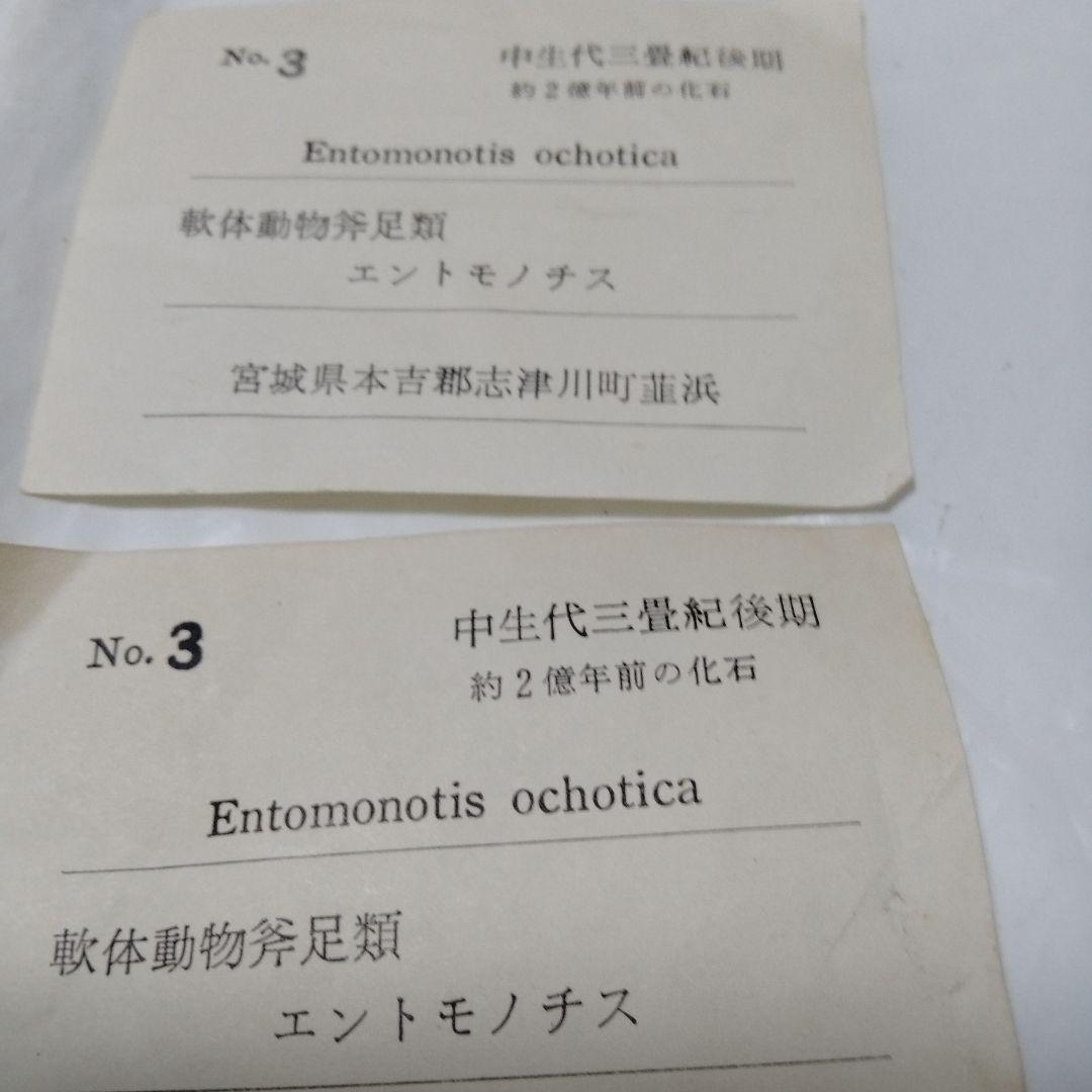 化石 モノチス モノティス 三畳紀 中生代 示準化石 志津川町 皿貝層群もの