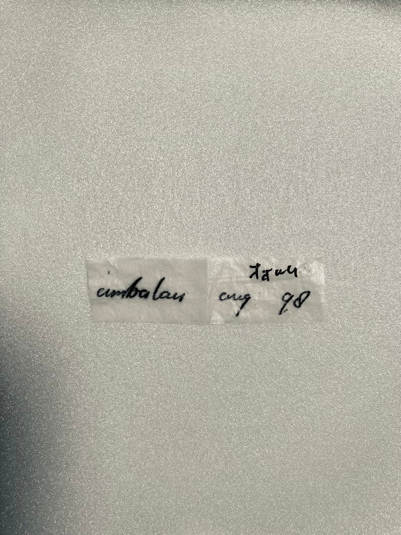 オオルリアゲハ（1オス・インドネシア産）