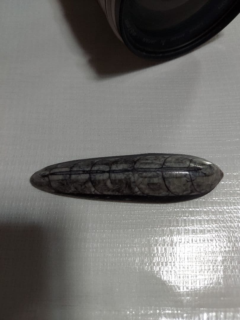 オルソセラスの化石