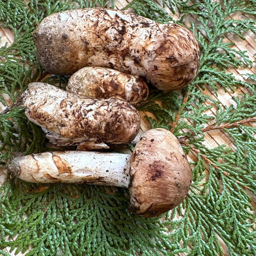 長野県南信州産‼️松茸 大小　4本セット 130g 10/24朝採れ