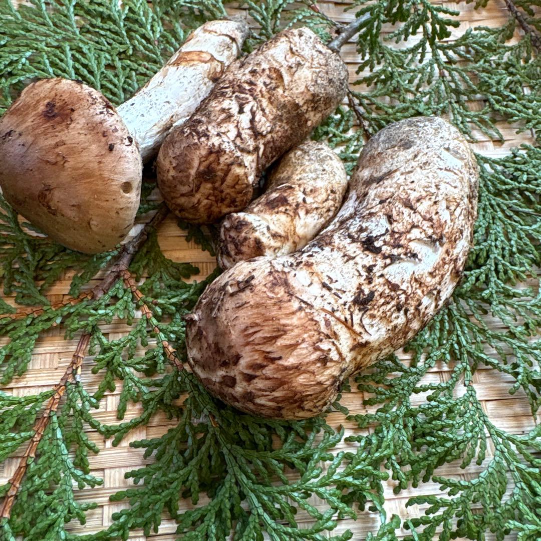 長野県南信州産‼️松茸 大小　4本セット 130g 10/24朝採れ