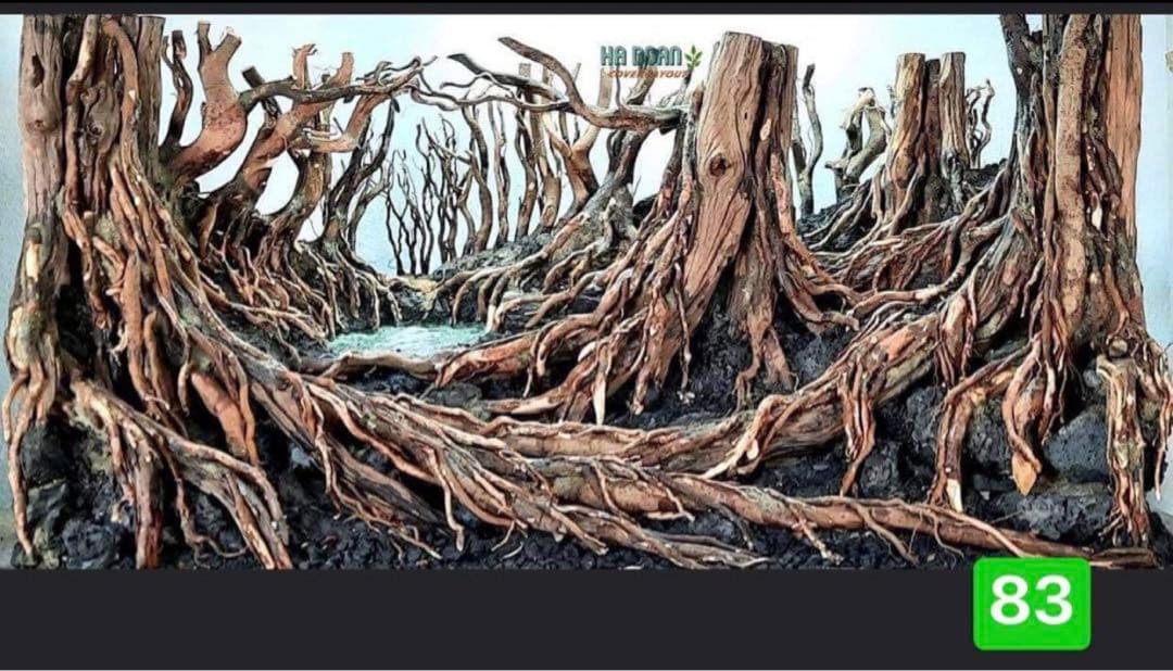 サンプル製品画像のセット。爬虫類ゲージ。水槽。流木。水生植物。流木 アクアリウム