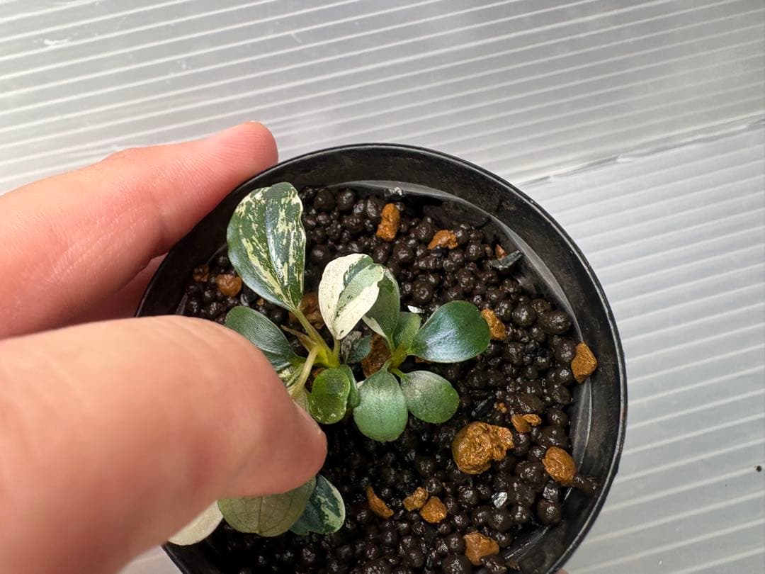 Bucephalandra sp. Variegata③