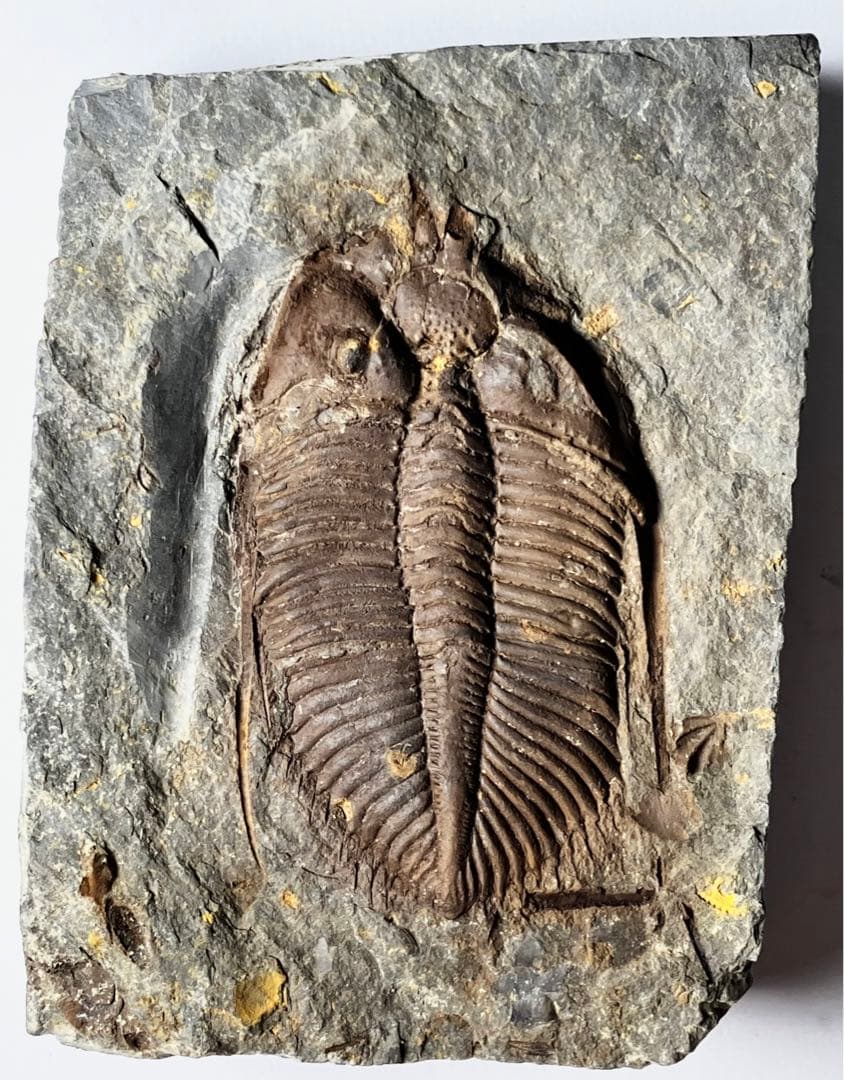 三葉虫　化石　Coronocephalus