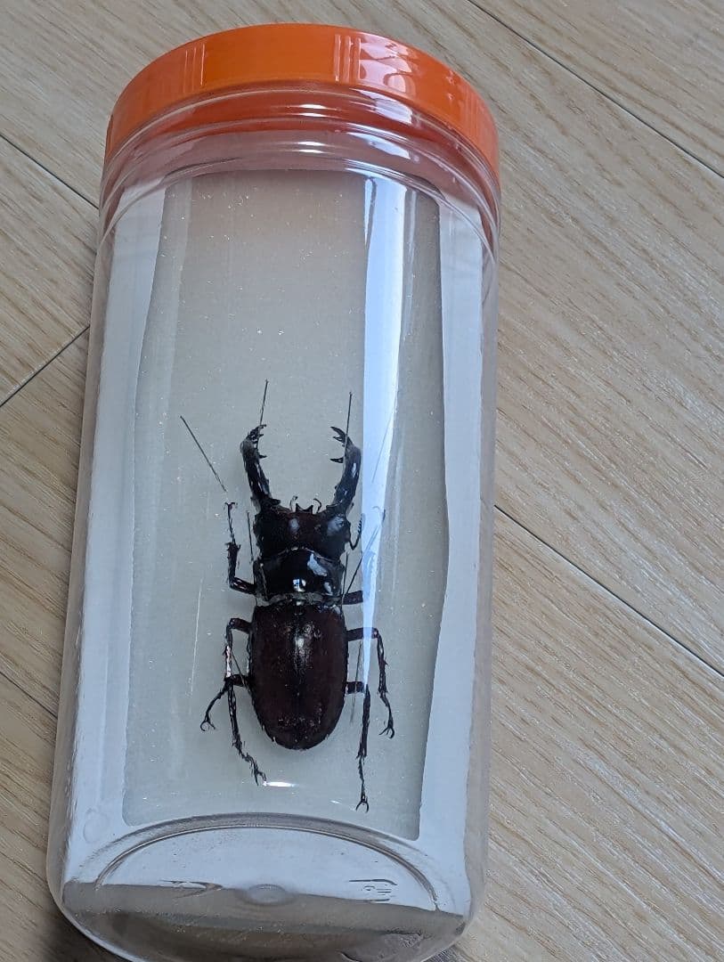 標本まとめ売り　クワガタ11匹