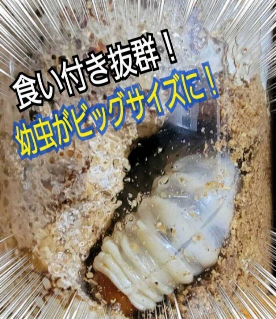 ニジイロクワガタにお薦め！極上！黒アワビタケ菌糸瓶【10本】トレハロース強化配合