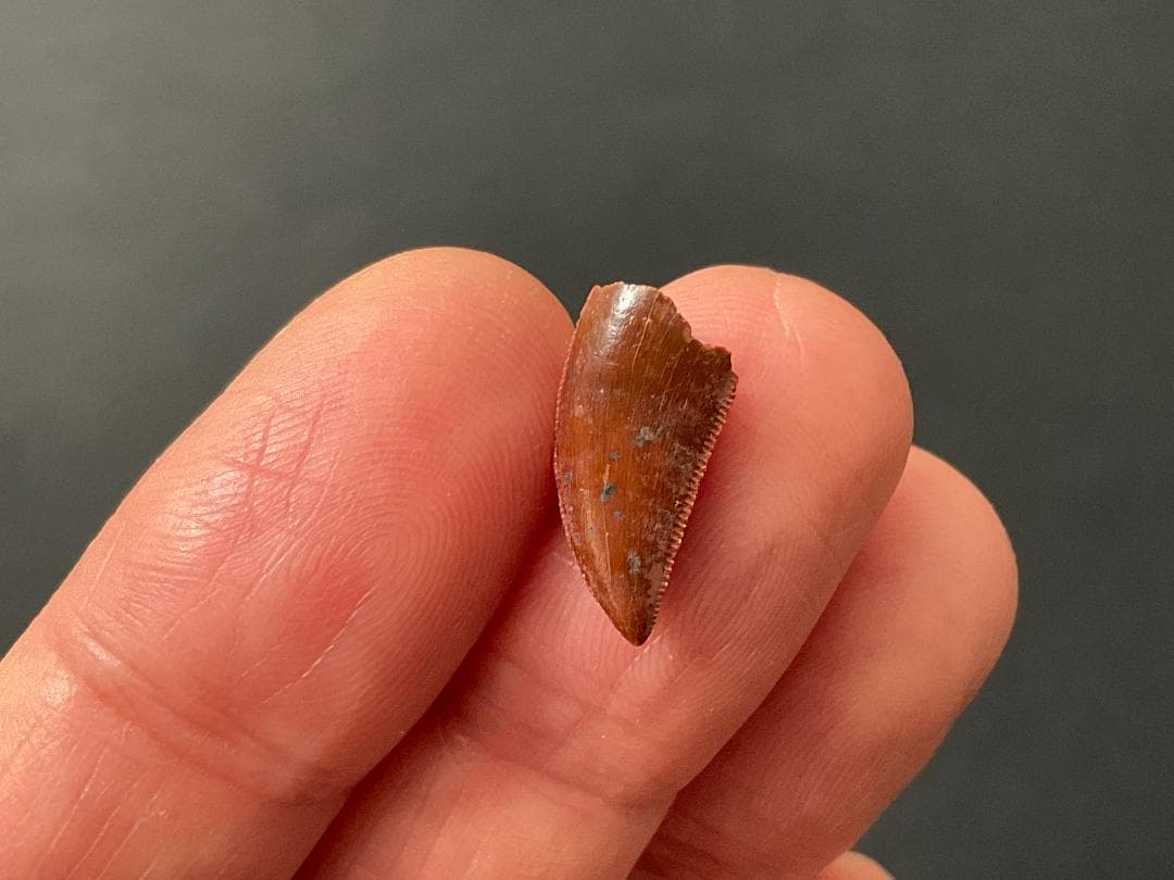 恐竜の歯 化石 [DS359] アベリサウルス 恐竜の化石
