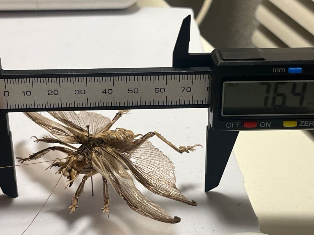 【希少産地】中国産のマキバネコロギス 昆虫標本バッタ キリギリスコロギスリオック